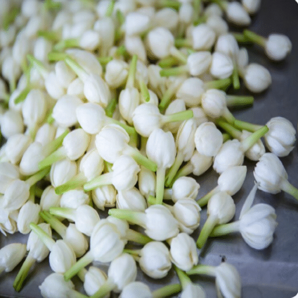 Jasmine Loose Flowers