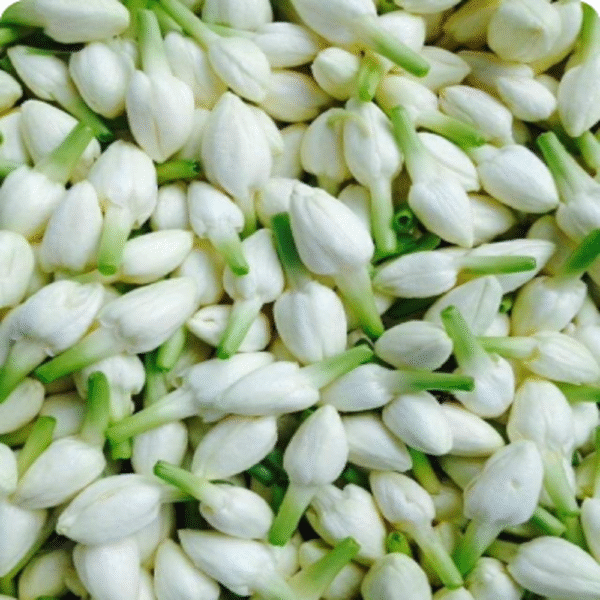 Jasmine Loose Flowers - Image 3