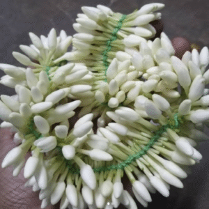Mullai Flower Strings