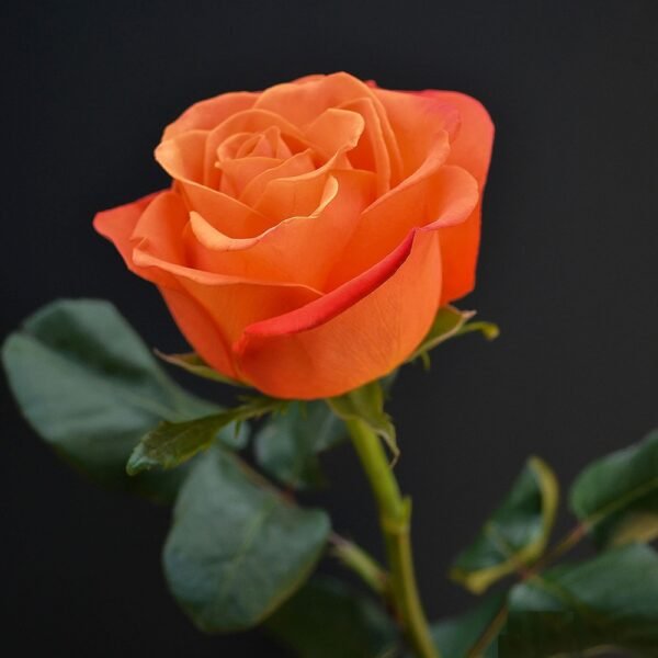 Orange Rose - Image 4