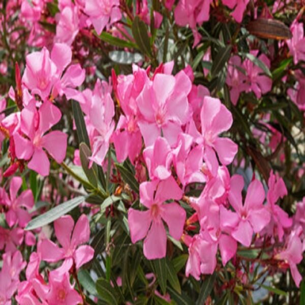 Pink Arali Flowers - Image 4