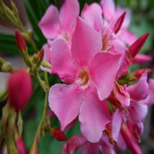 Pink Arali Flowers