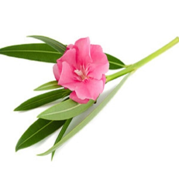 Pink Arali Flowers - Image 2