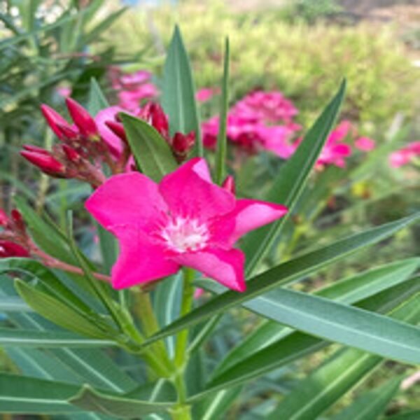 Pink Arali Flowers - Image 3