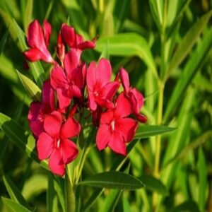 Red Arali Flowers