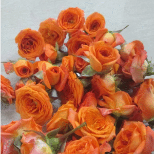 Button Roses