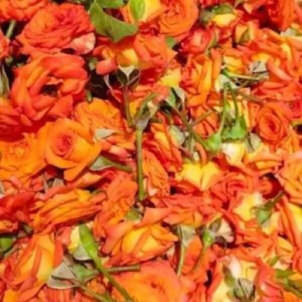Button Roses - Image 3