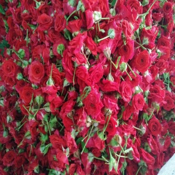 Button Roses - Image 2