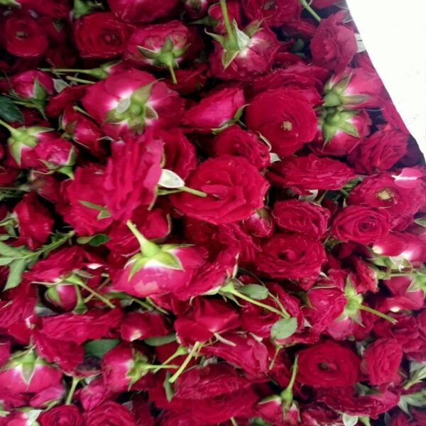 Button Roses - Image 4