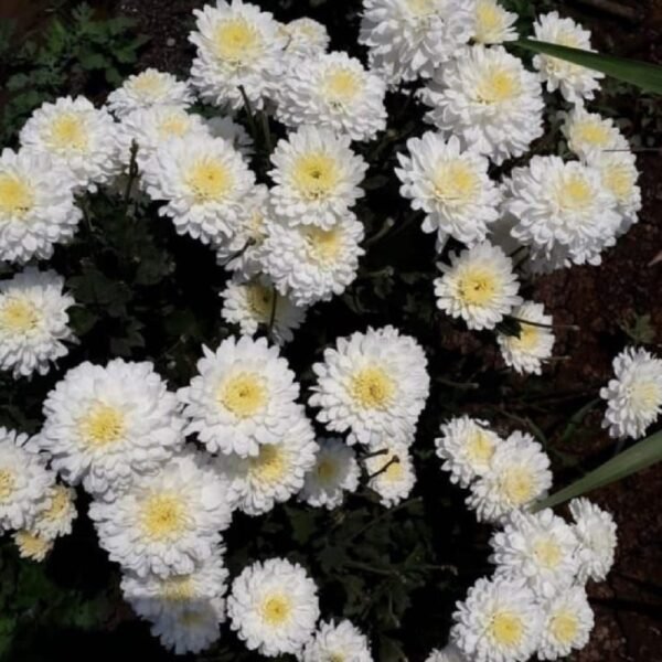 Chamanthi (Chrysanthemum) - Image 4
