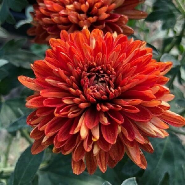 Chamanthi (Chrysanthemum) - Image 2