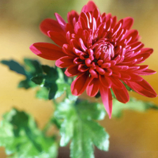 Chamanthi (Chrysanthemum) - Image 3
