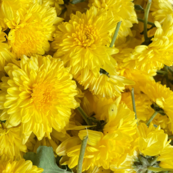 Chamanthi (Chrysanthemum)