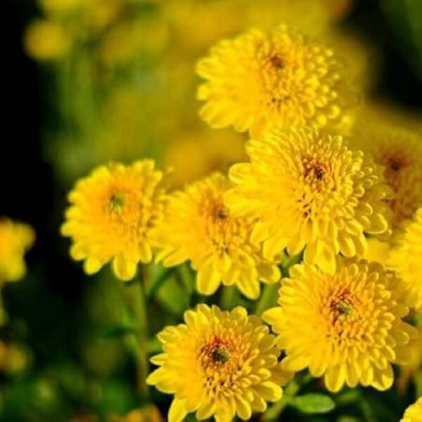 Chamanthi (Chrysanthemum) - Image 5