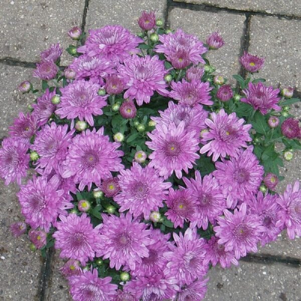 Chamanthi (Chrysanthemum) - Image 6