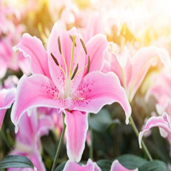 Lilly - Image 5