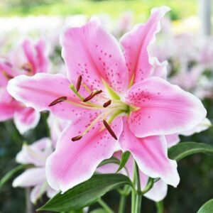 Lilly