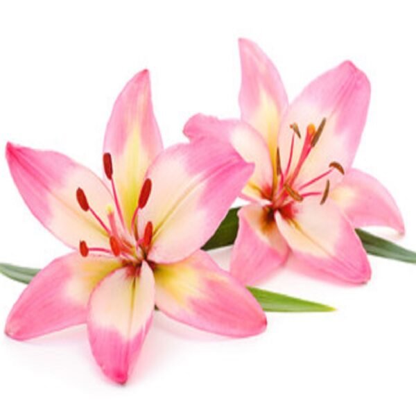 Lilly - Image 2