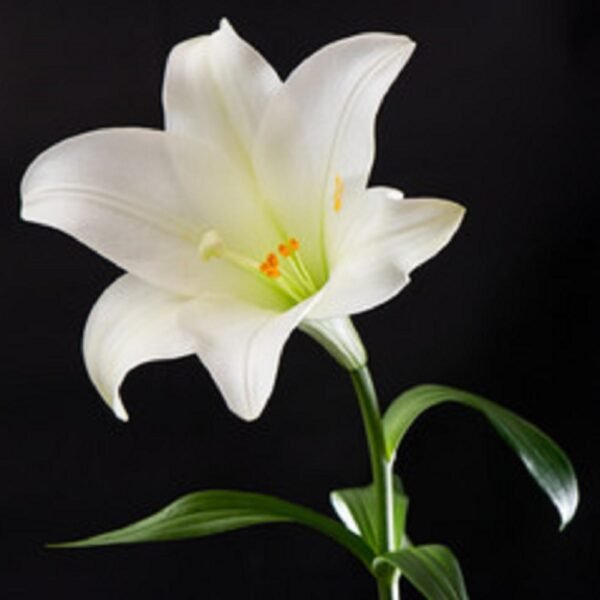 Lilly - Image 3