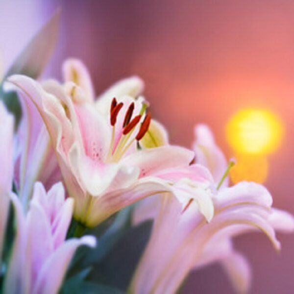 Lilly - Image 4