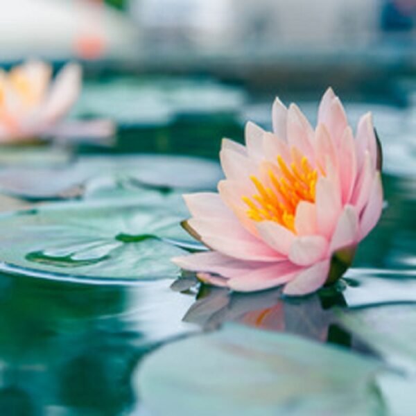 Lotus - Image 3