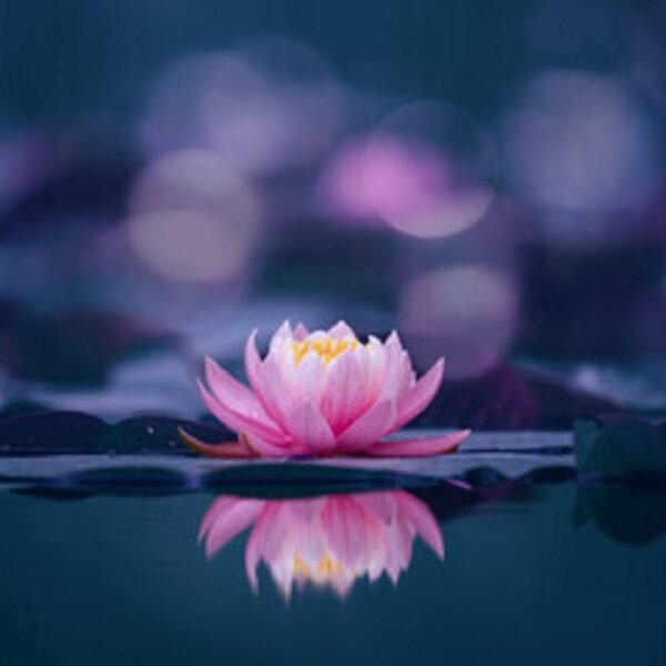 Lotus - Image 4