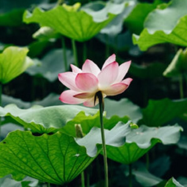 Lotus - Image 5