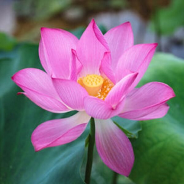Lotus - Image 2
