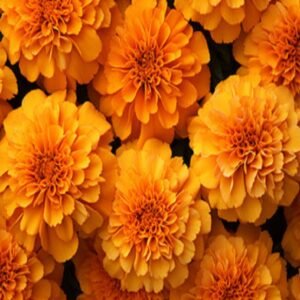 Marigold