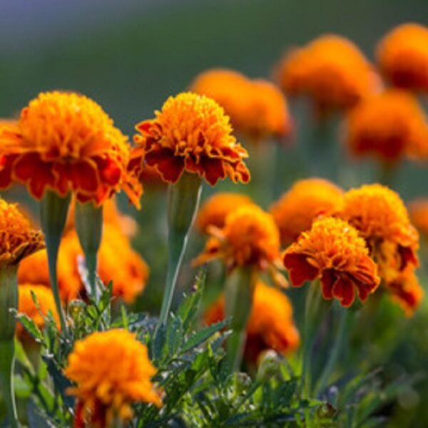 Marigold - Image 2