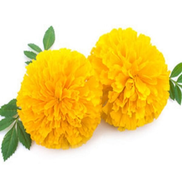 Marigold - Image 3