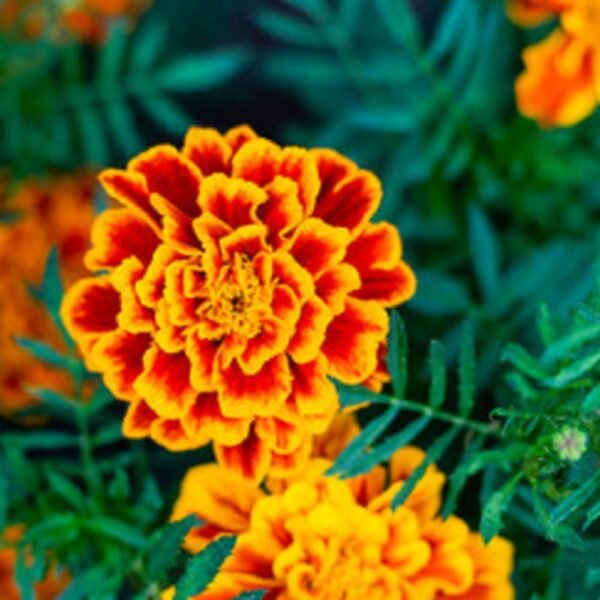 Marigold - Image 4