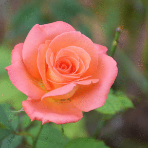 Orange Rose - Image 2
