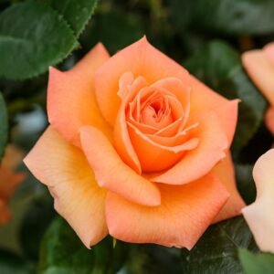 Orange Rose