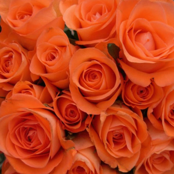 Orange Rose - Image 5