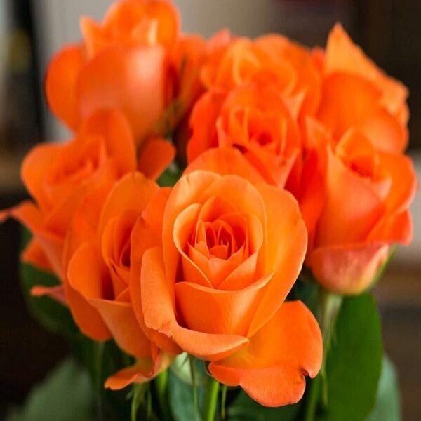 Orange Rose - Image 3