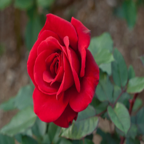 Red Rose - Image 3