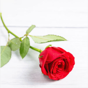 Red Rose
