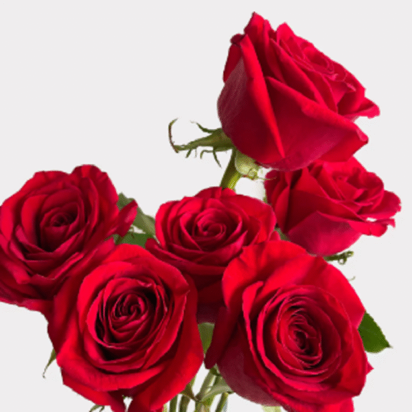 Red Rose - Image 4