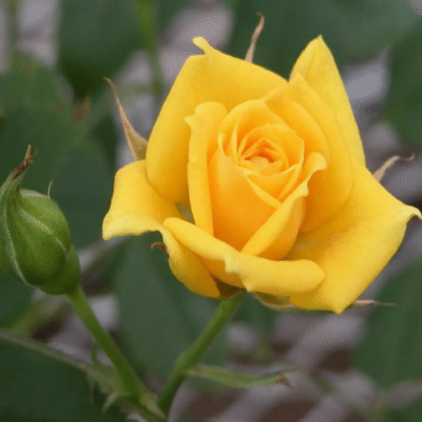 Yellow Rose - Image 5