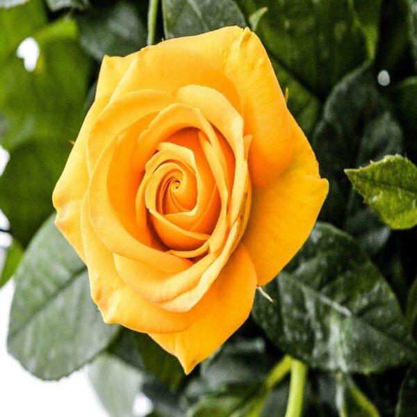 Yellow Rose - Image 3