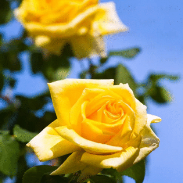 Yellow Rose - Image 4