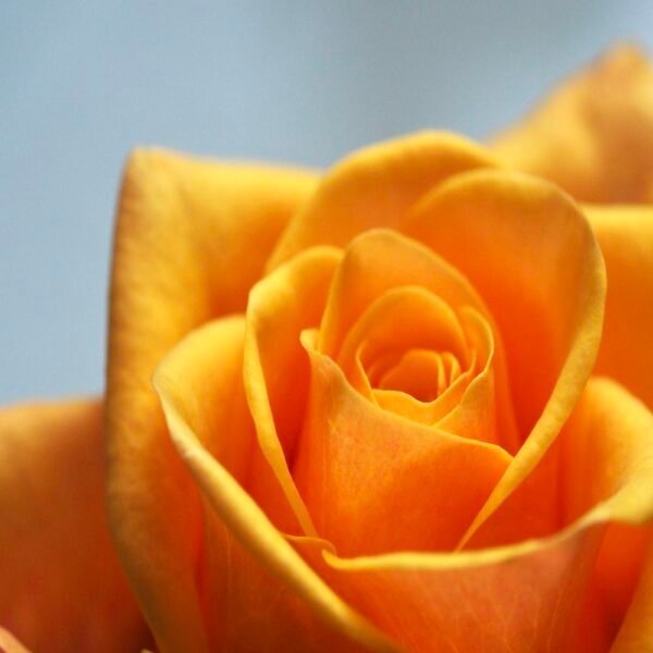 Yellow Rose - Image 6